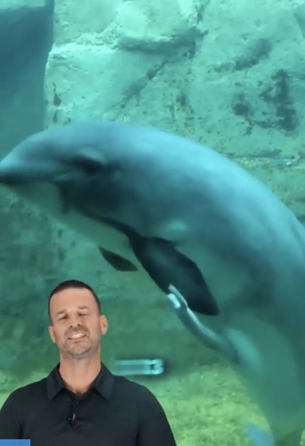 AlphaGummy video - dolphin with large penis